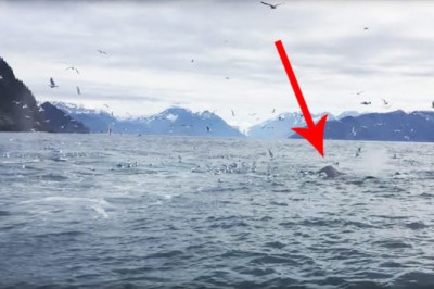 Mężczyzna filmuje żerujące stado mew! Nagle zaczyna krzyczeć podekscytowany gdy widzi co wynurz się z oceanu! 