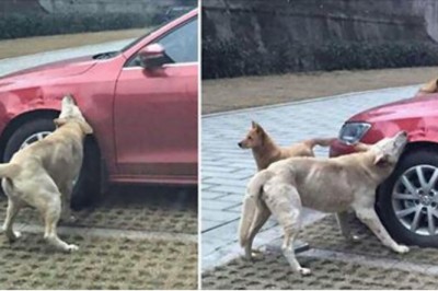 Mężczyzna kopnął bezdomnego psa! Zobacz idealną zemstę psów która drogo go kosztowała! 