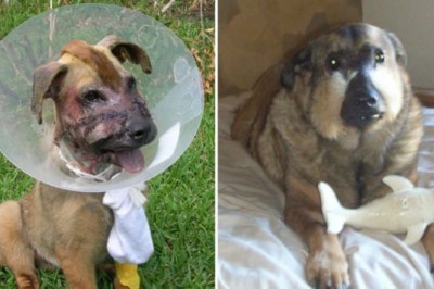 Mężczyzna wchodzi do weterynarza z tym pieskiem! Gdy ujrzeli pysk zwierzaka  byli przerażeni! 