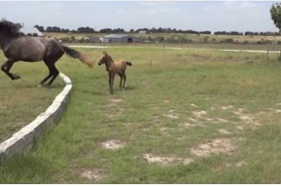 Młody źrebak bardzo bał się skoczyć! Jego mama postanowiła mu pokazać co należy zrobić! 