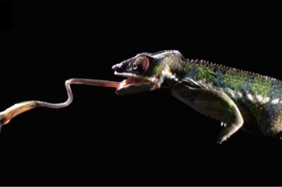 Najszybszy język świata uchwycony w slow motion. Zobacz te ujęcia.