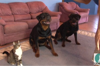 Nauczył swoje psy wykonywać tą sztuczkę! Teraz zobacz jak zareagował jego kot! 