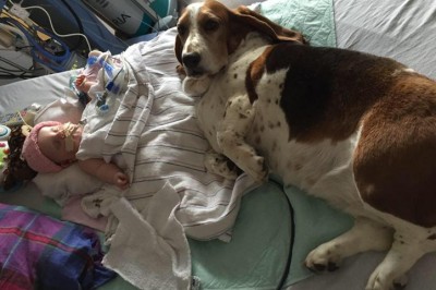 Nie dał się przegonić nikomu! Wierny pies warował w szpitalnym łóżku swojej małej pani do samego końca!