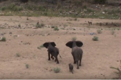 Niesamowita dzika przyroda! Rodzina słoni broni swoje młode przed dzikimi psami!