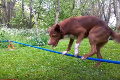 Niesamowity akrobata! Ten pies potrafi stać na linie jak cyrkowiec! 