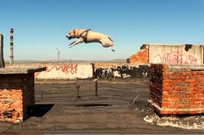 Niesamowity parkour Amstafa! Nie mogłem oderwać wzroku od jego wyczynów!  