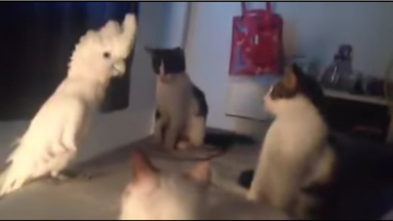 Papuga staje przed trzema kotami! Zamiast przednimi uciekać, zaczyna na nie... miauczeć!