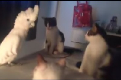 Papuga staje przed trzema kotami! Zamiast przednimi uciekać, zaczyna na nie... miauczeć! 