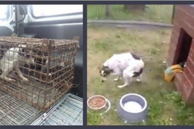 Pies  całe życie spędził w za ciasnej klatce! Gdy go wypuszczono nie umiał nawet normalnie chodzić!