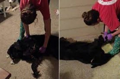 Pies udawał martwego z jednego ważnego powodu! Teraz zobacz jak musiał zareagować jego właściciel! 