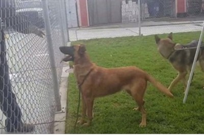 Pies w schronisku widzi jak jego dawna rodzina wybiera nowego psa! Spotyka ich słuszna kara!