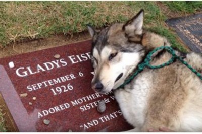 Pies zaciągnął ją nad grób bliskiej osoby! Zobacz jego reakcje której nie da opisać się słowami! 