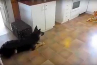 Pies zobaczył w kuchni pluszowego tygrysa naturalnej wielkości! Reakcja na pluszaka rozbawiła mnie do łez!