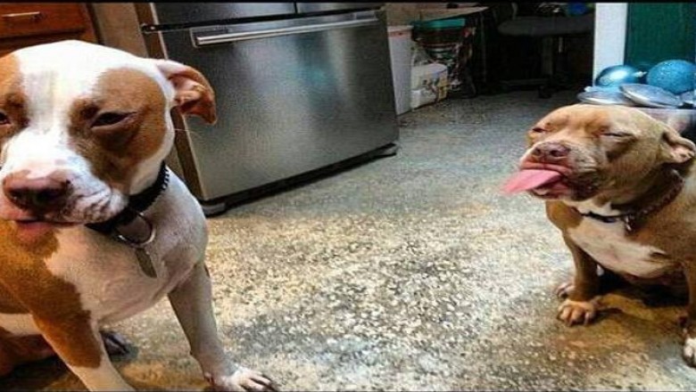 Pit Bull to groźny i niebezpieczny pies ? Na pewno nie te słodziaki!