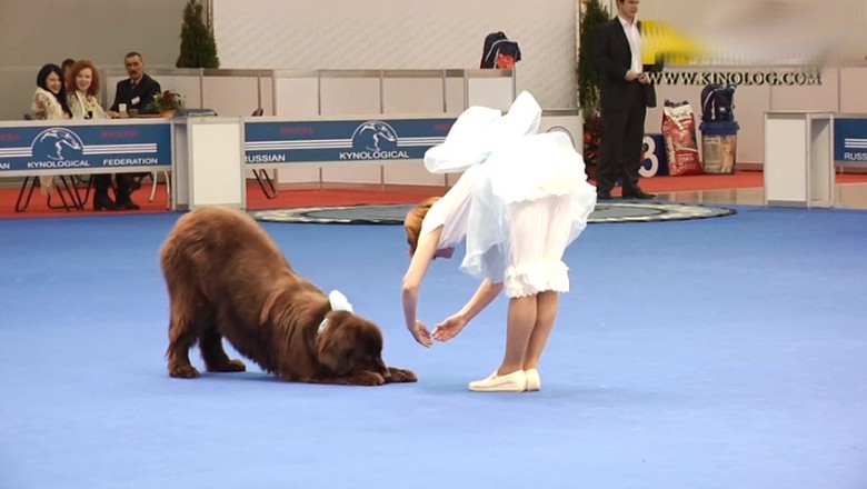 Pokłoniła się swojemu psu na środku sceny! Odpowiedź psa zszokowała wszystkich!