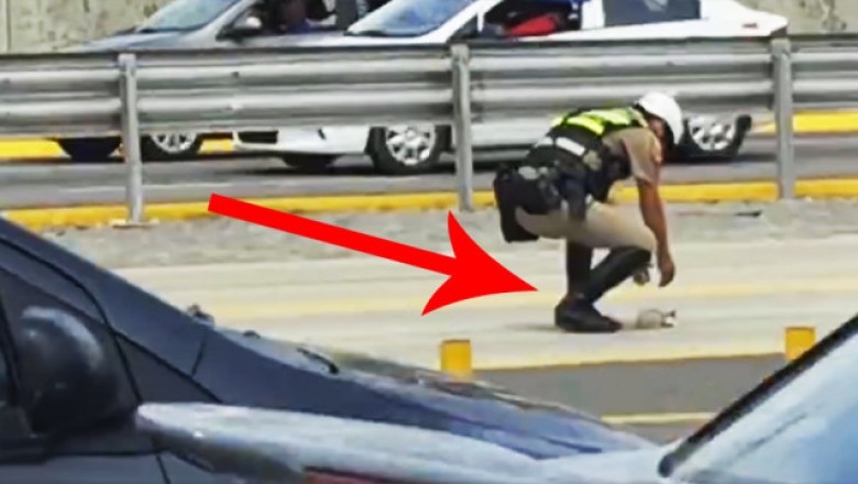 Policjant zatrzymał ruch na ruchliwej autostradzie! Teraz zobacz co podniósł z drogi!