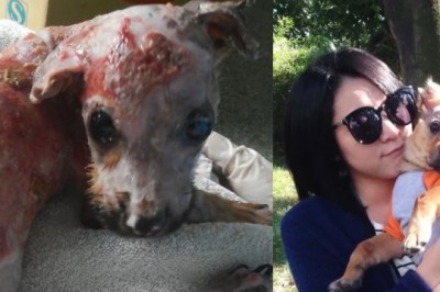 Potwór oblał psa wrzątkiem i wyrzucił przez okno! Przechodząca obok kobieta okazała się aniołem! 