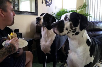 Powiedział swoim psom, że nie mogą dostać jego kanapki! Zobacz ich niezwykła odpowiedź! 