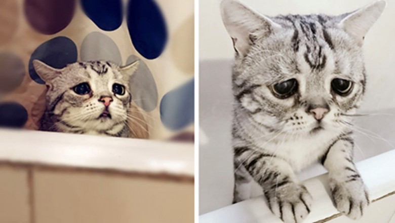 Poznaj Luhy! To najsmutniejszy kot w internecie, którego fotki złamią Ci serce! 