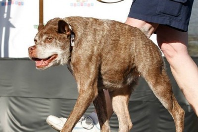 Poznaj oficjalnie najbrzydszego psa na świecie. Quasi Modo.