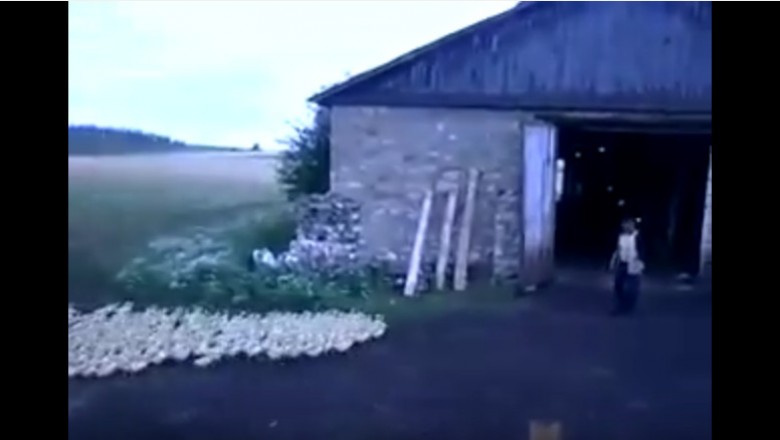 Poznajcie facet który jest prawdziwym władcą drobiu! Radziecka szkoła magi!