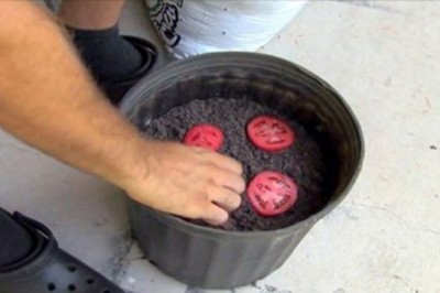 Przestań kupować pomidory ze szklarni! Dzięki tej prostej metodzie wyhodujesz nie pryskane w domu! 