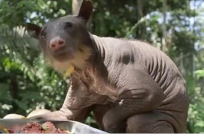 Przez to co przeżył, stracił całe futro! Cyrkowy niedźwiedź po 20 latach życia w klatce odzyskał wolność! 