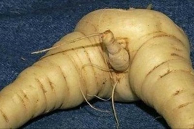 Przy tym się zarumienisz! 15 zdjęć które udowadniają, że natura też ma niesamowite poczucie humoru!