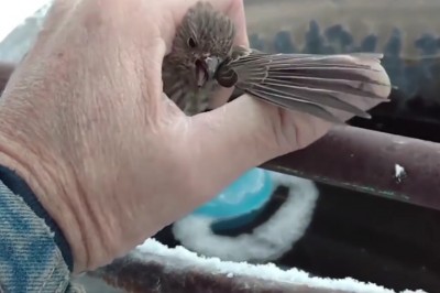 Przymarznięty wróbel nie mógł oderwać nóg od stalowej rury! Zobacz niezwykłą akcje ratunkową ! 