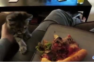 Przyłapała swojego kota jak kradnie jej pizze! Wtedy zrobił coś takiego, że nie mogłam przestać się śmiać!