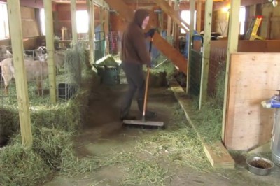 Rolnik ustawił w stajni kamerę w czasie pracy! Nagrał coś taki niezwykłego że będziesz oglądać to w kółko!