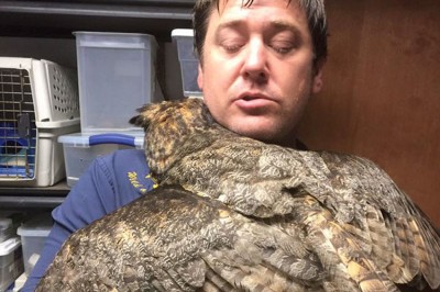 Sowa rozpoznaje człowieka który uratował jej życie! Przytula go w bardzo wzruszający sposób! 