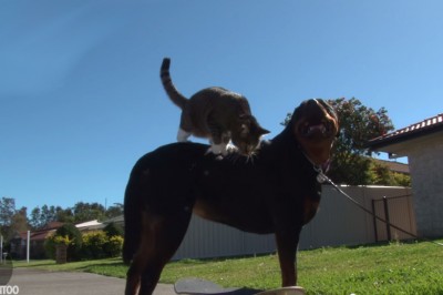 Surfing, skateboarding, ten kot udowadnia, że nie wszystko jeszcze widzieliście w internecie!