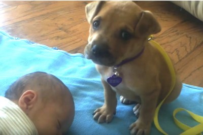 Szczeniaczek pilnował noworodka! Zobacz co zrobił gdy poczuł zmęczenie! 