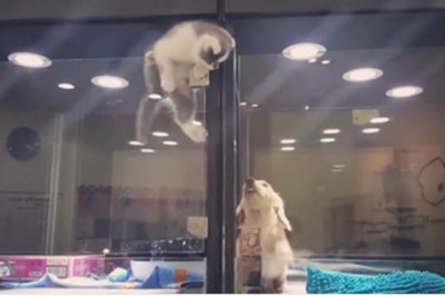 Szczeniak siedział smutny zamknięty w swojej klatce! Wtedy ten kotek zrobił coś niesamowitego!