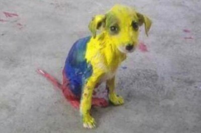 Szła ulicą kiedy zobaczyła psa z bardzo dziwnym kolorem futra! Gdy przyjrzała się bliżej byłą w szoku! 