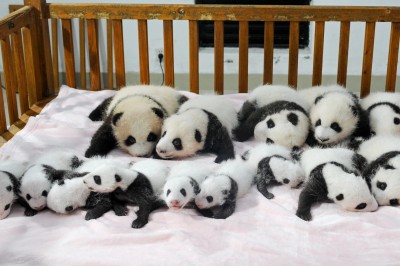 Są słodkie, są puszyste i mają bardzo ważną misję. 