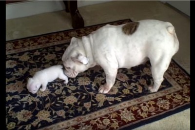 Słodki szczeniak buldoga wpadł w szał! Teraz zobacz reakcję jego mamy! 