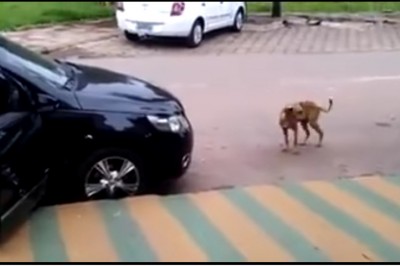 Takiego wyczucia rytmu jeszcze nie widziałam! Pies zaczyna dosłownie tańczyć słysząc muzykę z radia! 