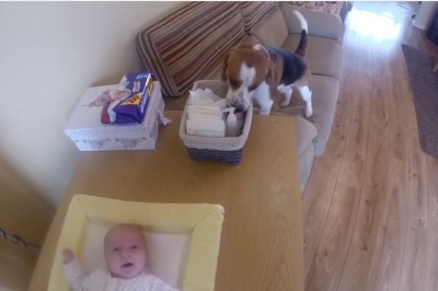 Takiej pomocy jeszcze nie widziałam! Ten piesek zna się na zmienianiu pieluch lepiej niż nie jeden tata!