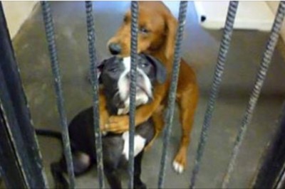 Te dwie suczki nie chciały się puścić kiedy jedna z nich miała zostać uśpiona! Wtedy pojawił się ON!