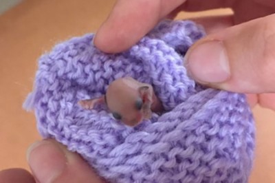 Te maleństwa znaleziono na skraju śmierci! Każdy był zaskoczony gdy zobaczyli co z nich wyrosło!