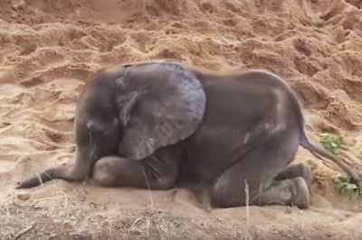 Te maleństwo zostało porzucone przez swoje stado! Nie uwierzysz kto zastąpił mu mamę!