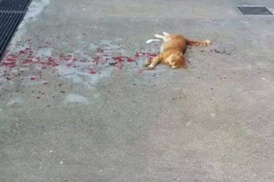 Te zdjęcie krwawiącego kota wygląda źle! Ale dopiero gdy przyjrzysz się bliżej zrozumiesz prawdę! 