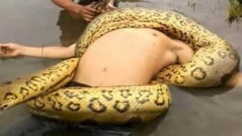 Ten atak olbrzymiej anakondy jasno pokazuje, że z naturą nie ma żartów! Przerażająca siłą!