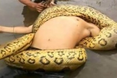 Ten atak olbrzymiej anakondy jasno pokazuje, że z naturą nie ma żartów! Przerażająca siłą! 