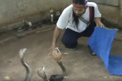 Ten gość ma jaja ze stali! Selekcja jadowitych węży gołymi rękami!