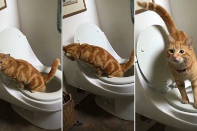 Ten kot jest niesamowity! Umie korzystać z toalety i jeszcze po sobie posprząta! 