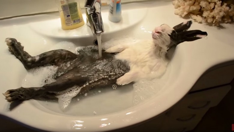 Ten królik wie jak się relaksować. Król życia w... umywalce.
