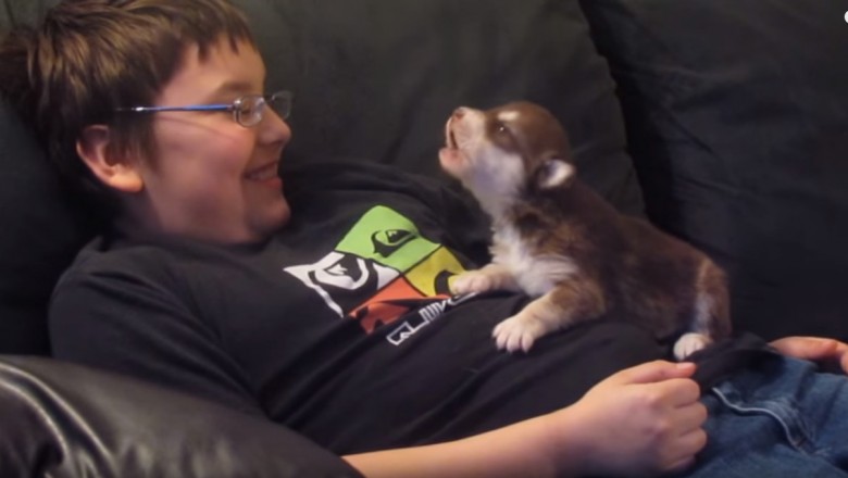 Ten mały Husky uczy się wyć wraz ze swoim właścicielem. Przesłodcy!